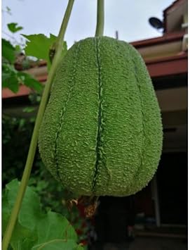5 biji Taiwan Apple Luffa / Loofah 5 Seed / / 5 Apple LUFFA -Round Tasty F1 Sponge Gourd Seeds- Hybrid Seed- Very Sweet and Crunchy....Hat giong muop tao