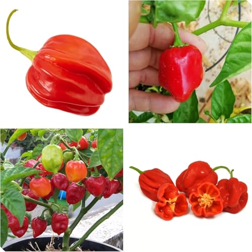 Semi di Peperoncino Habanero Rosso dei Caraibi, Piccantezza Medio Alta 200 Pezzi red habanero chili pepper seeds