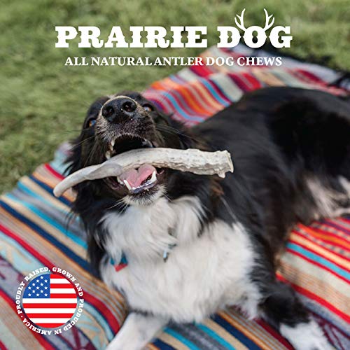 Prairie Dog Antlers | North American Split Elk Antler | Small | Naturally Shed | Hand Harvested | Nutrient Rich | 4-5.5 Inches Long #TOP7