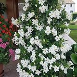 500 piezas Semillas de Dipladenia Mandevilla, plantas decorativas jardín flores resistente, Dipladenia sanderi, Regalos de macetas para los amantes del jardín. flores para jardin,