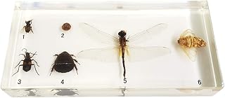 K99 6 Kinds Beneficial Insects Specimen - Insect Specimen - for Paperweight Science Education Taxidermy Teaching Instrument Biological Model