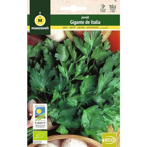 Mascarell Semillas, PEREJIL GIGANTE DE ITALIA, Semillas Ecológicas, 6 Gramos