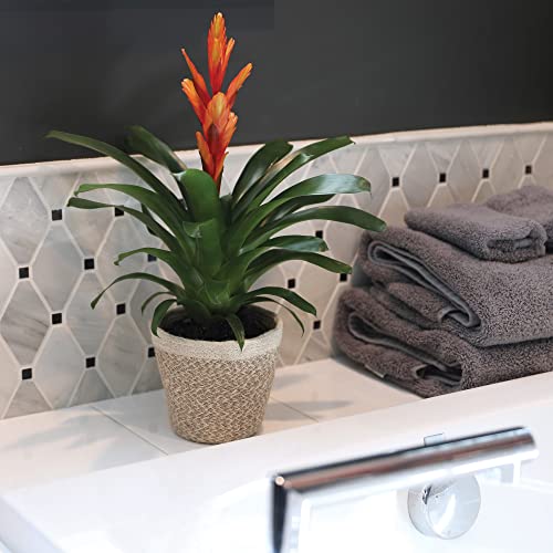 Just Add Ice JA5100 Live Orange Bromeliad Plant for Indoors in Ivo Jute Pottery, Long-Lasting Tropical Flower, Easy to Grow Gift for Wife, Mom, Bright Home Décor Houseplant, 5" Diameter, 16" Tall
