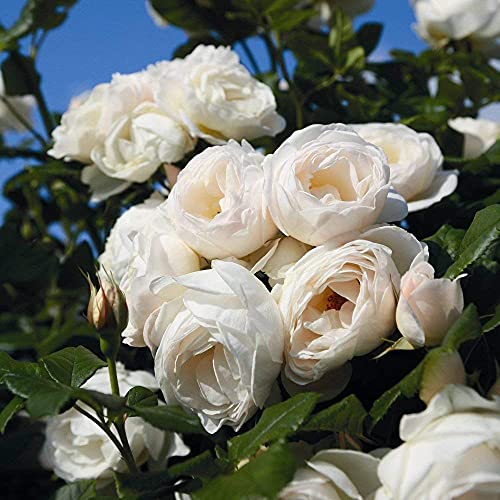 Kletterrose Uetersener Klosterrose creme-weiß - Kletter-Rose duftend - Pflanze für Rankhilfe im 5 Liter Container von Garten Schlüter - Pflanzen in Top Qualität