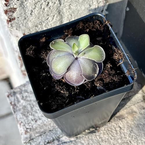 Live Pinguicula cyclosecta Rare Violet-Toned Mexican Butterwort Rosette-Forming Carnivorous Plant Easy to Grow. Succulent-Like Carnivore Plant.