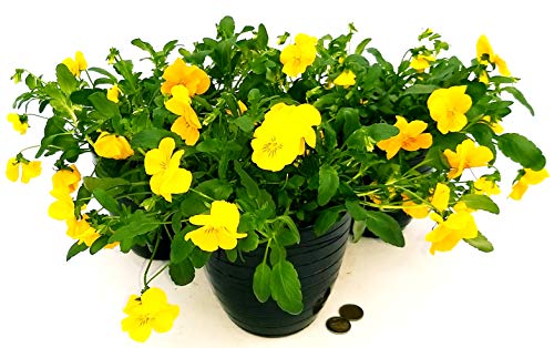 POWERS TO FLOWERS - VIOLE DEL PENSIERO, VIOLA A FIORE PENDULO GIALLO, SET 3 PIANTE VASO 14CM, VASO IN CERAMICA NERO A RIGHE, piante vere