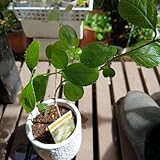 なんじゃもんじゃの苗 1苗 抜き苗