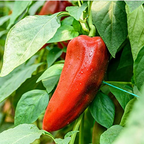 Giant Marconi Red (Capsicum Annuum Var. Annuum) 250Mg Seeds For Planting, Open Pollinated, Heirloom, Non Gmo, Italian-Type Sweet Peppers, Poivron Corne De Taureau, Peperone Marconi #TOP17
