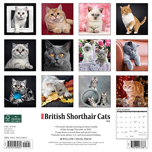 British Shorthair Cats 2024 12 X 12 Wall Calendar