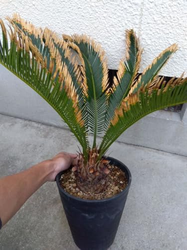 金環 ソテツ」の人気商品一覧 | 安い商品を通販サイトから探す - 価格.com