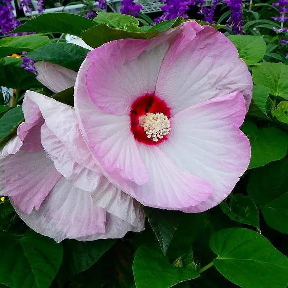 Amazon.co.jp: 芙蓉 アメリカフヨウ ピンク花 苗 大株 6号 西洋