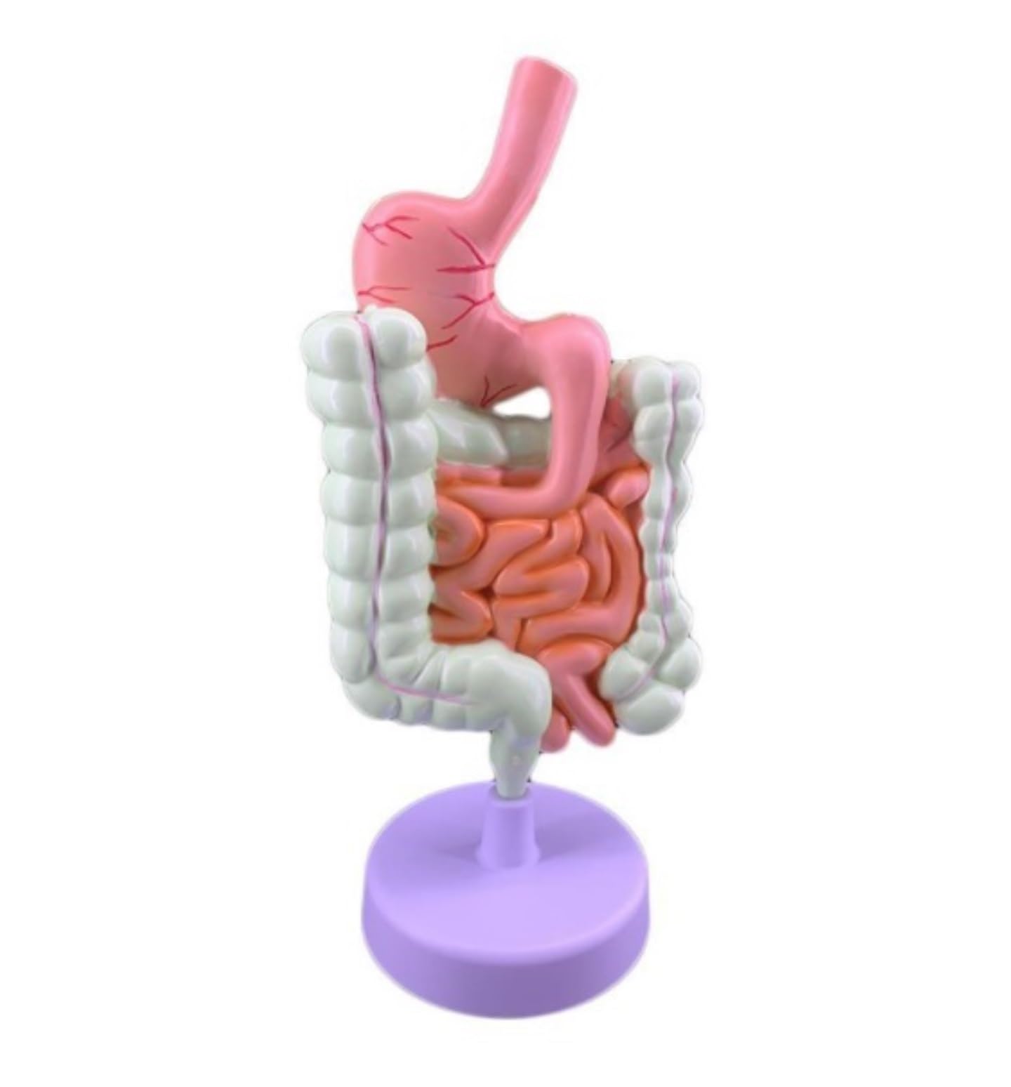 Human Modèle Modèle du Système Digestif des Organes Humains, D'anatomie Duodénum, ​​enseignement Médical, Anatomique Os Humaines Anatomie