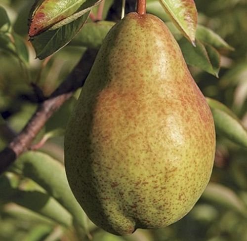 Bartlett pear tree live plant cuttings