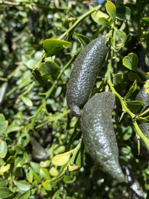 Generic Fresh Naturally grown Finger Limes - 12 count *Free Priority Shipping included, medium
