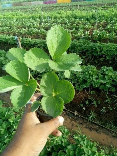 Image of Red Gauntlet Strawberry Live Fruit Plant | Hybrid Variety for Home Garden | High Yield | Fast Growing Healthy Sapling | Live Plant for Terrace, Balcony & Backyard Gardening - Pack of 1