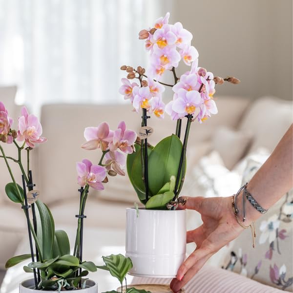 Juego de plantas de orquídea de Portugal y plantas suculentas, incluye macetas de cerámica, color rosa pastel