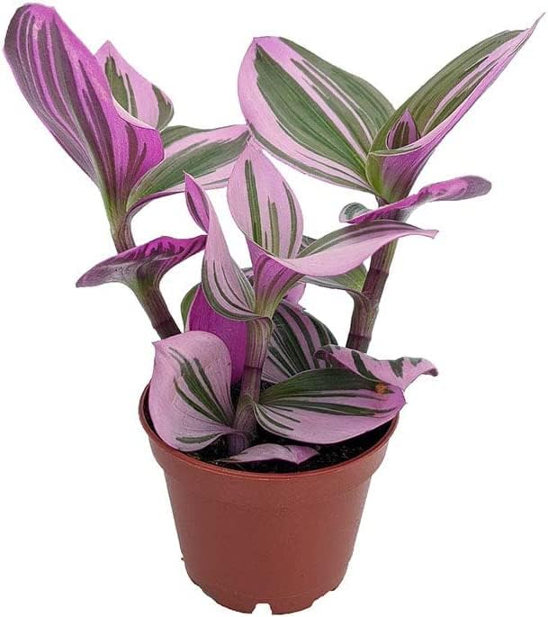 Rare Nanouk Pink Wandering Jew Tradescantia 2.5" Pot