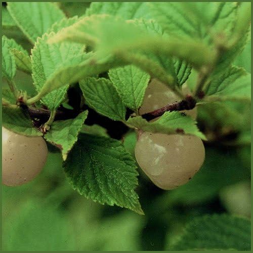 ユスラウメ苗木 ゆすらうめ 白実 果物 Amazon ユスラウメ苗木 ゆすらうめ 白実 果物 Amazon