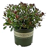 Blooming & Beautiful - Snowcap Indian Hawthorn - 3 gal - Monrovia - Evergreen Shrub - Dark Green to Burgundy Foliage - Zones 7-10 - Rhaphiolepis x delacourii 'Corleyscourii' PP15544-3 Gallon Pot