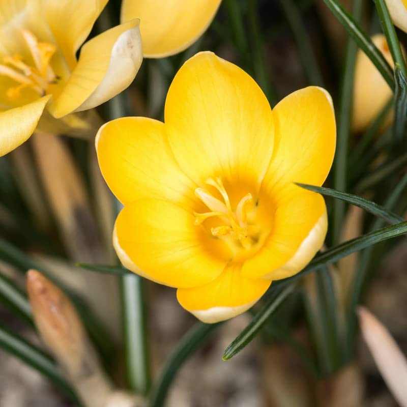 Image of IMP. Saffron | Crocus Excellent Quality Flower Bulbs for Attractive Aromatic Flowers Home Outdoor Gardening Plants Flowering Bulbs (pack of 12, Chrysanthus Romance)