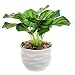 Modern 4 Inch Small Tabletop Potted Artificial Plant / Faux Home Greenery w/ White Ridged Ceramic Pot - MyGift