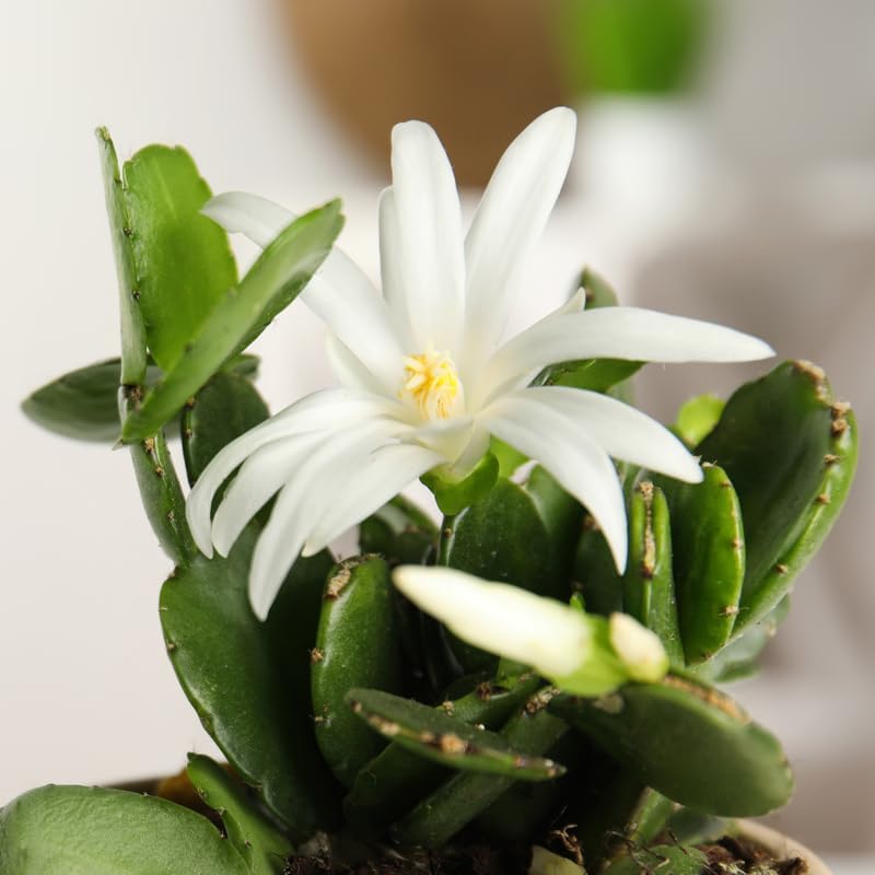 Light Pink Easter Cactus Plants Live, Size 4 Inch Pot Easter Cactus Plants Live Indoor Garden, Live Easter Cactus Flower Plant, Spring Cactus Live Houseplant, Easter Cactus