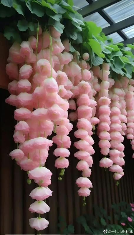 SVG® Weeping begonia flowers bulbs | lite pink color Flowering Plants Bulbs for Planters Pack of 1 bulbs (B0CQZ3WNJT) Amazon Price History, Amazon Price Tracker