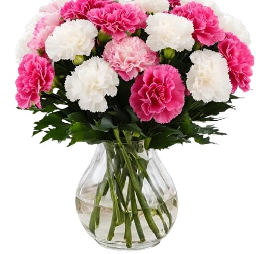 KaBloom - 12 Pink And White Carnation With Vase - Fresh Flowers for Birthday, Valentine's & Mother's Day