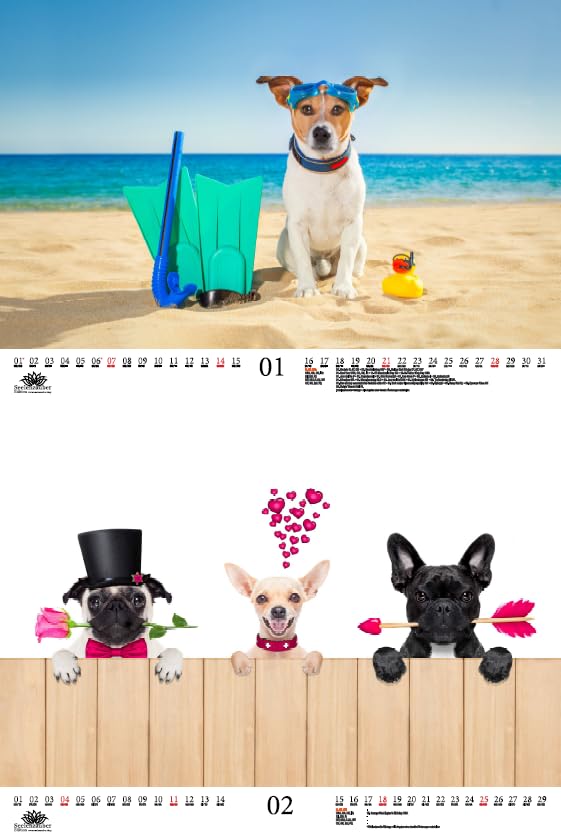 Tierzauber Funny Dogs DIN A3 Calendar for 2024 Dogs Puppies Seelenzauber, multicoloured - Image 2