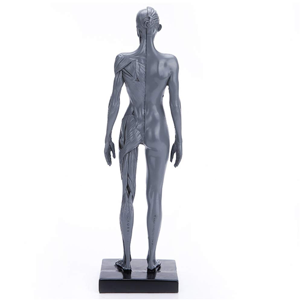 Figura di Anatomia del Corpo Umano - Figura di Anatomia Femminile E Maschile Modello di Muscolo Umano Modello Anatomico di Scheletro Umano - per Insegnamento di Studio Scolastico, Dimostrazione
