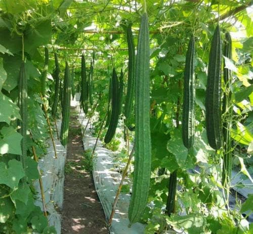 Miniatura 4 de Más de 20 semillas de Luffa en ángulo largo o liso Semillas vegetales Okra china comestible
