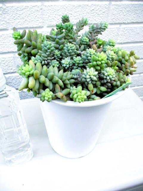 ビアホップ☆新たまつづり☆鉢ごと☆多肉植物 Amazon.co.jp: 多肉植物