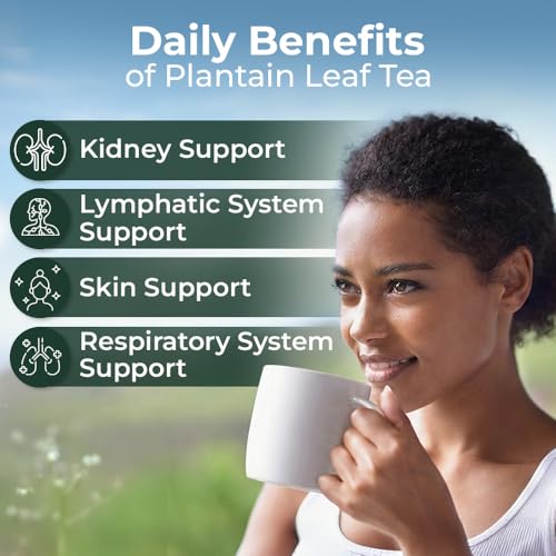 Image of 30 Bags Plantain Leaf Herb Tea Dried Plaintains Leaves (Plantago Major) - 30 Count 2g Tea Bags Greater Broadleaf Plantain Leaf Llanten