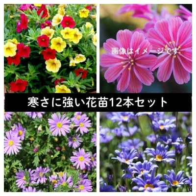早春を飾る花苗セット(4月発送) 12ポット
