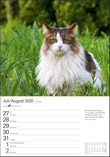 Katzen 2020 Wochenplaner