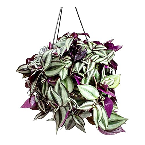 Greenwise Wandering Jew (Tradescantia zebrina) Purple Live Plant Healthy Purple Live Plant with Pot Indoor Plant for Balcony and, 5 x 10 x 5 CM (B09DDFLZSG) Amazon Price History, Amazon Price Tracker