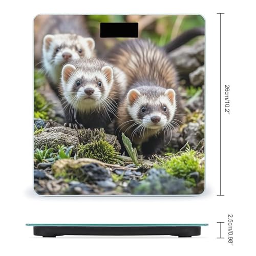Báscula de Baño Digital Ferrets con Vidrio Templado miniatura 2
