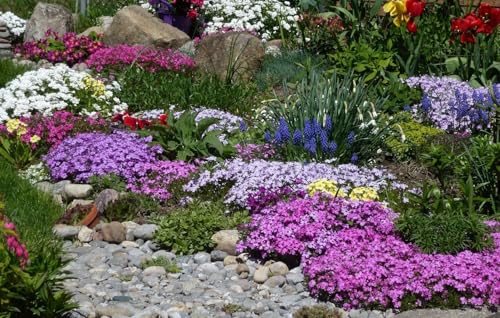 Bodendecker mischung - frosthart, steingarten, mix