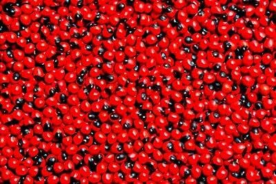 Guarana Seeds, Natural Red and Black, Dried Whole Berries, Bulk Herbal Ingredient 150gm