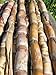 Sugarcane Rootstock