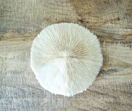 5 White Mushroom Sea Coral &ndash; Real 1-2' Mushroom Coral Pieces for Aquarium D&eacute;cor, Beach Theme...