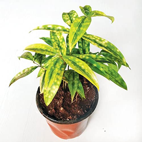 Ashokavanam Dracaena Golddust Plant (surculosa Aurea)
