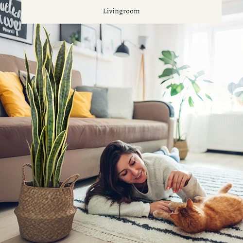KOL 3ft Artificial Snake Plant Fake Sansevieria Indoor Decoration, 32 Thick Leaves Lifelike Faux Silk Plant, Home Garden Decor Mother in Law Tongue Plant 35in, Fake Sansevieria Faux Potted, Yellow by KOL - Used condition - Image 4