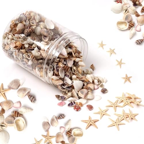 HAPY SHOP 1200 Pieces Tiny Sea Shells Small...