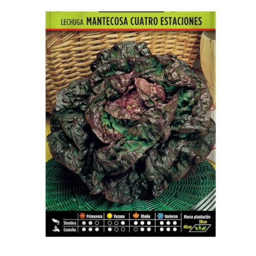 Semillas Horticolas - Lechuga mantecosa cuatro estaciones - Semillas listas para plantar.