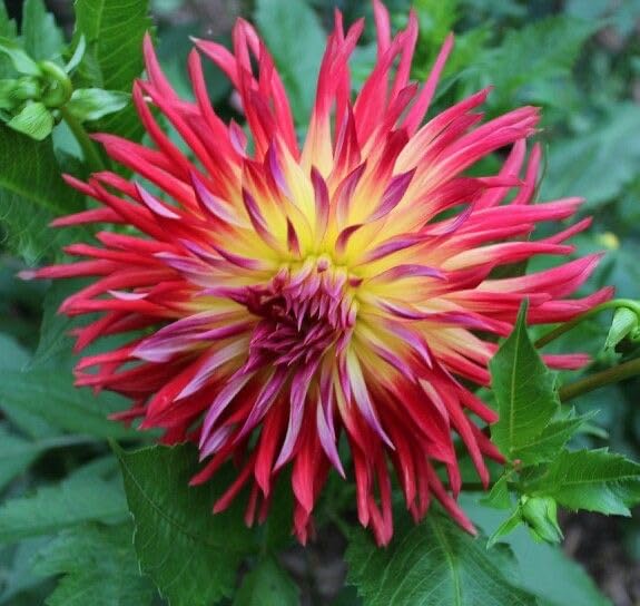 Image of SVG Imported Dahlia Flower Bulbs for Your Home and Gardening Pack of 2 Bulbs (strip pink)