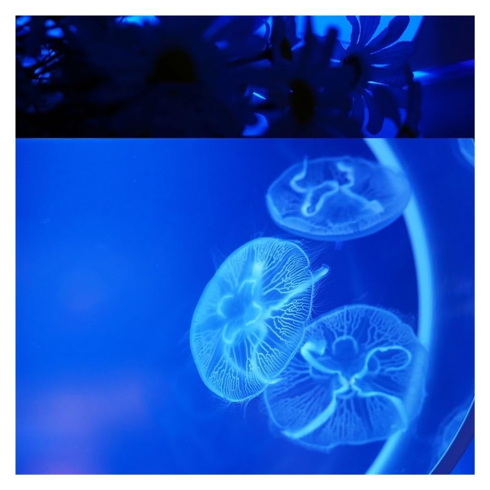 Aquarium Fischbecken mit Zwei Quallen, kleines dekoratives Schreibtisch-Aquarium, Büro- und Heimdekoration