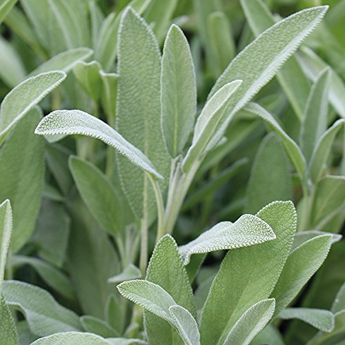 Creative Farmer Herb Seeds For Home Garden Sage Seeds For Home Garden (Sage Broad Leaved) Herb Seeds For Kitchen Garden 20 Seeds Kitchen Garden Seeds Pack (B078R5YXQT) Amazon Price History, Amazon Price Tracker