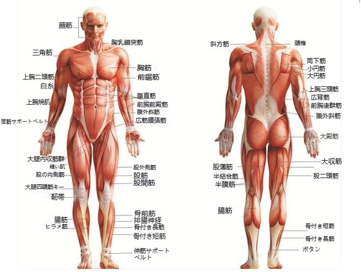 Aoccqkf 男性と女性 人体モデル 人体模型 1セット 11インチ 約30cm 人体筋肉模型 樹脂 筋骨格 研究 彫刻スタンド付
