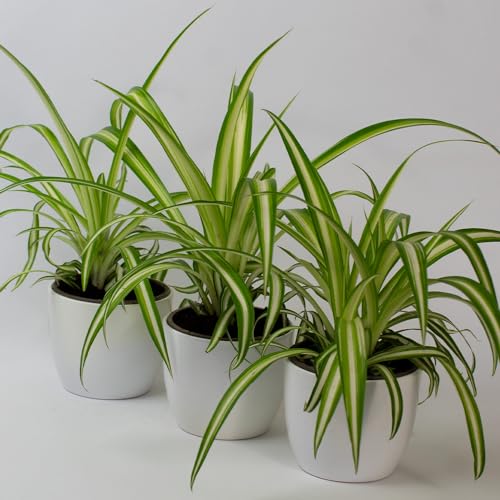 Tropical Plants UK 3 X Spider Plant House Plants for Indoor air Purifying Real houseplants with Pot houseplant for Indoors Live spiderplant air-Purifying. (3 X Spider Plant 9cm)